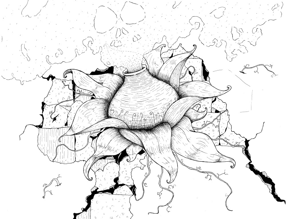 heracleumfleur Heracleum Solary illustration
